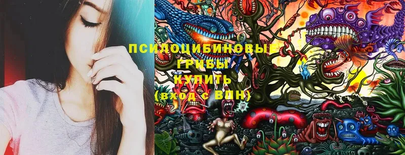 где продают   Тюмень  hydra ТОР  Псилоцибиновые грибы Psilocybe 